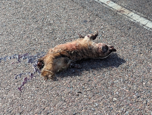 American Badger photographed in Arizona