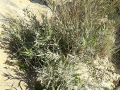 Gomphocarpus sinaicus