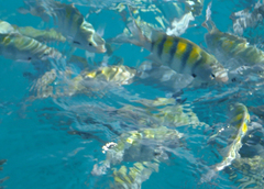 Abudefduf saxatilis