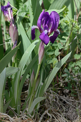 Iris aphylla