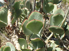 Cotyledon