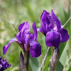 Iris aphylla