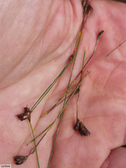 Restio subverticillatus