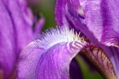 Iris aphylla