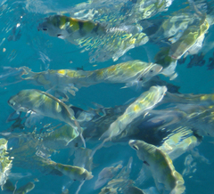 Abudefduf saxatilis