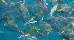 Abudefduf saxatilis