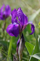 Iris aphylla