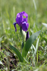 Iris aphylla
