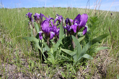 Iris aphylla