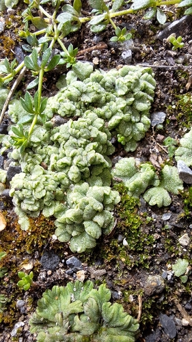 Image of Riccia crystallina by no rights reserved