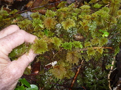 Sciadocladus menziesii