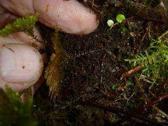 Sciadocladus menziesii