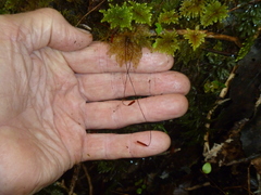 Sciadocladus menziesii