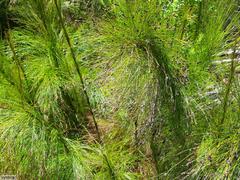 Restio subverticillatus