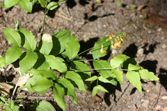 Lathyrus aureus