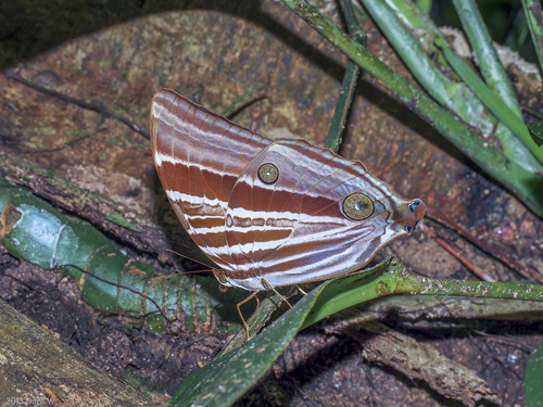 Perak Palm King