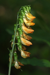 Lathyrus aureus