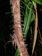 Plectocomia elongata