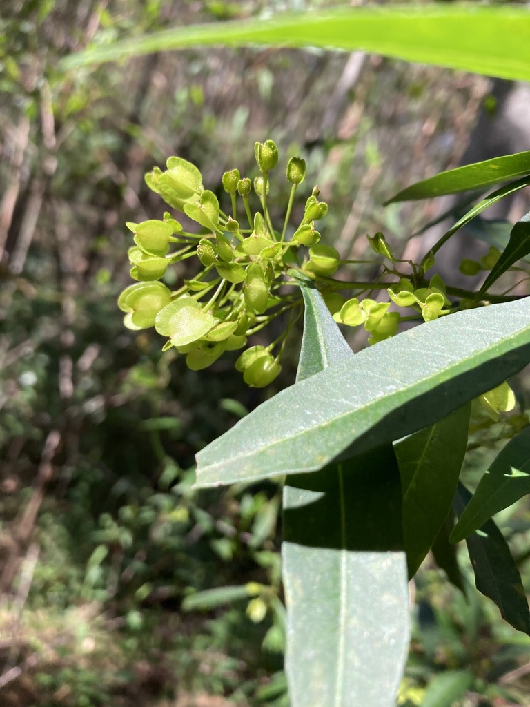 Common Hop Bush From Mount Coot Tha Qld Australia On August