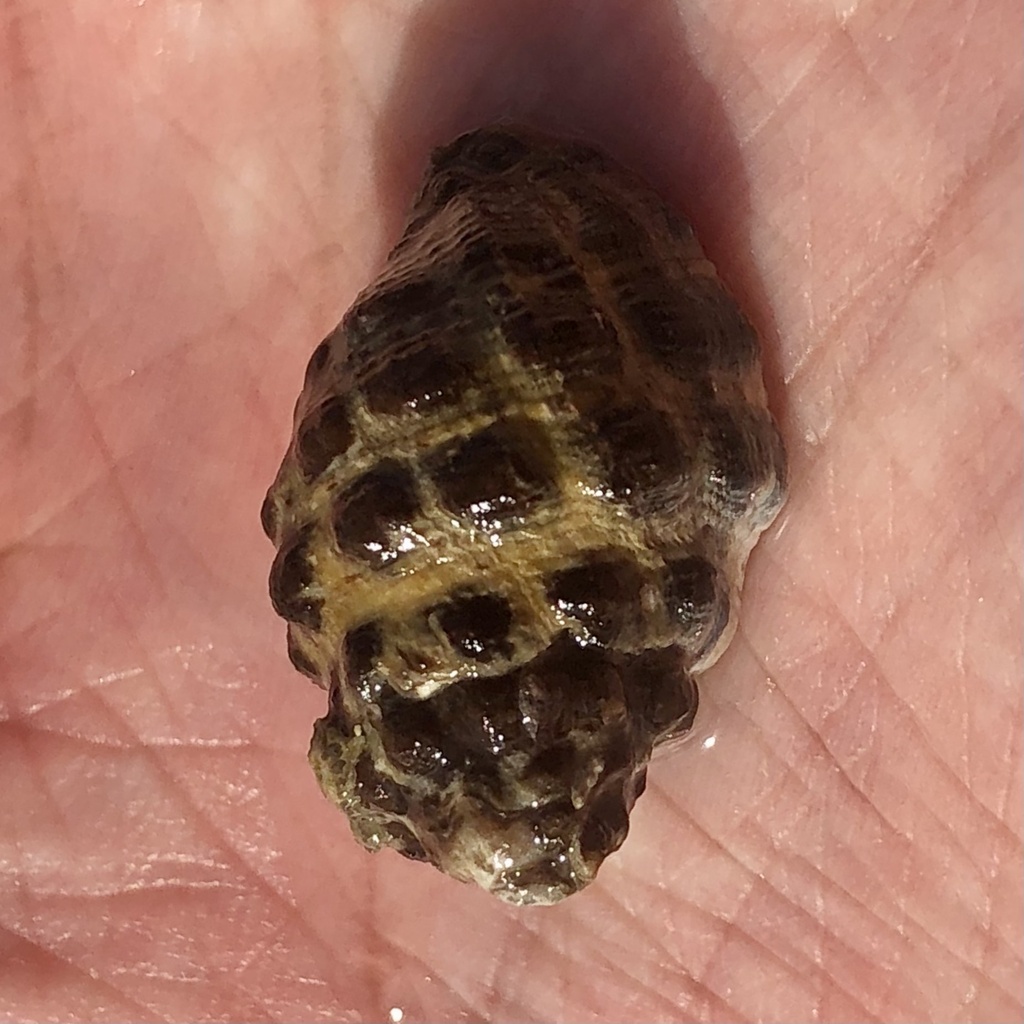 Arakawania marginalba