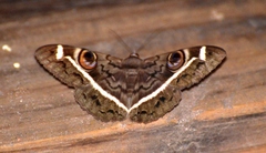 Cyligramma magus