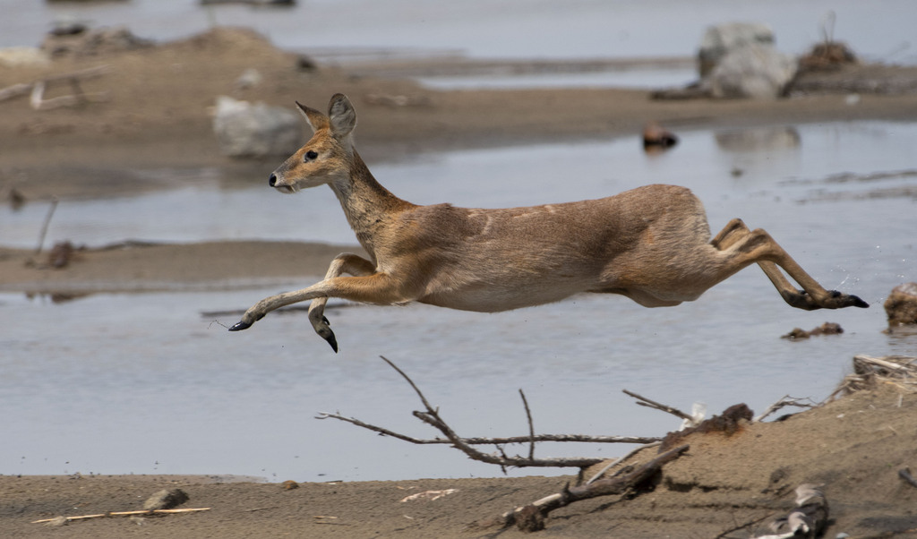 Roe and Water Deer