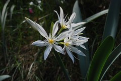 Pancratium illyricum