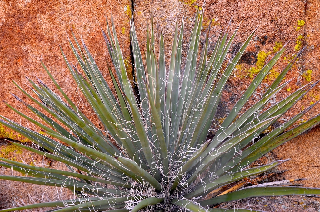Mojave Yucca (Yucca schidigera) · iNaturalist