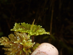 Sciadocladus menziesii