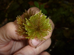 Sciadocladus menziesii