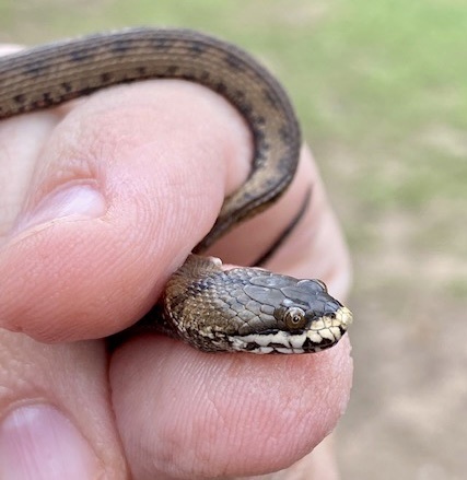 Spiral Keelback