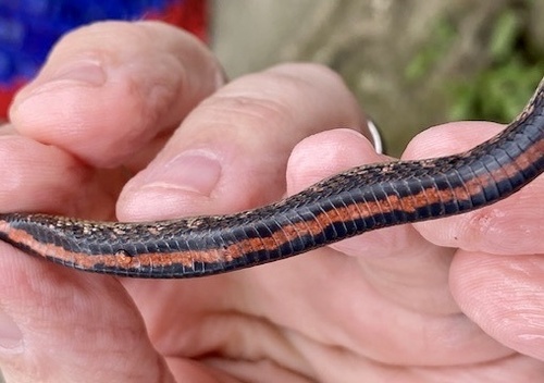 Photo of a Spiral Keelback (Helicops petersi)