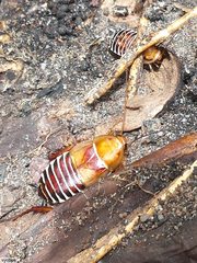 Temnopteryx phalerata