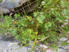 Pelargonium patulum patulum