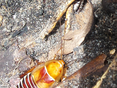 Temnopteryx phalerata