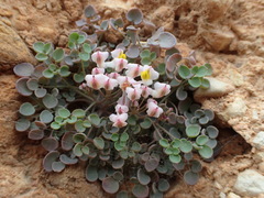 Sarcocapnos enneaphylla