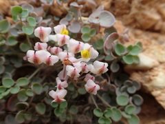 Sarcocapnos enneaphylla