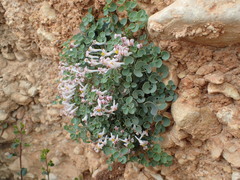 Sarcocapnos enneaphylla