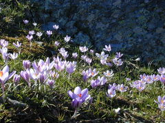 Crocus corsicus