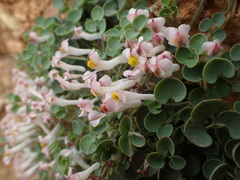 Sarcocapnos enneaphylla