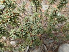 Thymelaea tinctoria