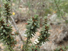 Thymelaea tinctoria