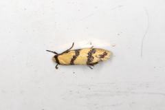 Psaroxantha basilica