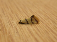 Psaroxantha basilica