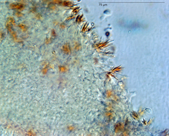 Marasmius elegans image