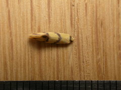 Psaroxantha basilica