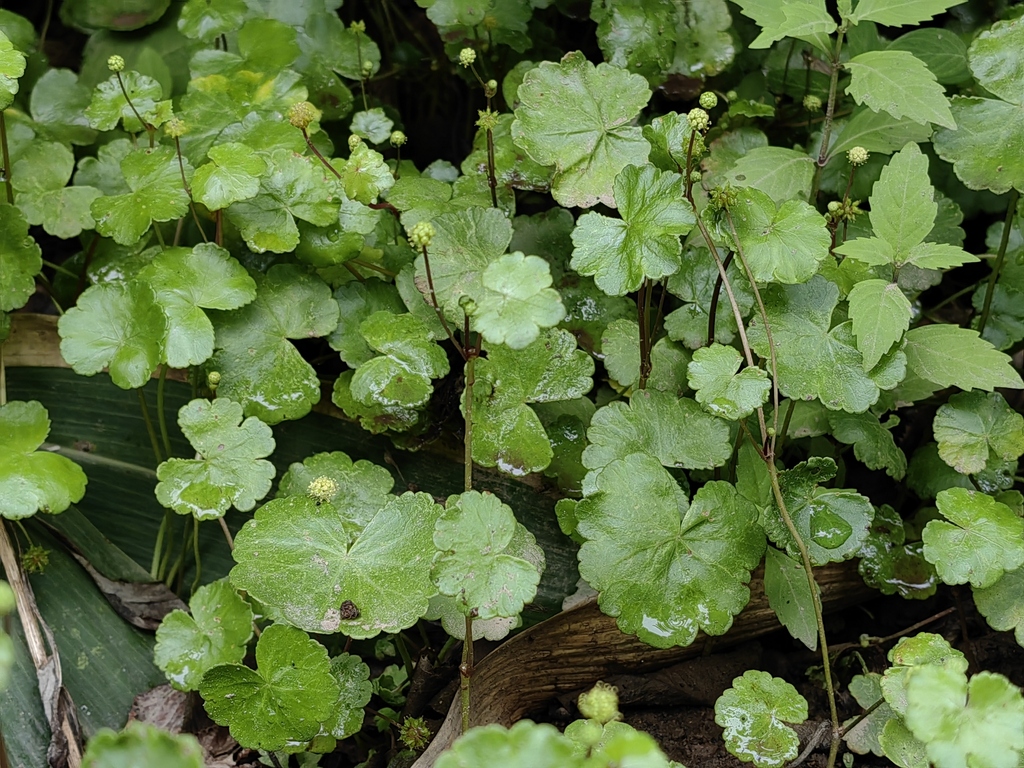 Hydrocotyle wilfordii (Hydrocotyle wilfordii)