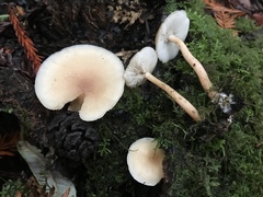Clitocybe californiensis