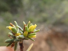 Thymelaea tinctoria