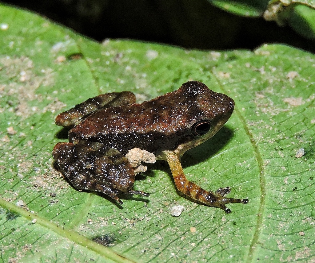 Naked Dancing Frog in January 2019 by Subhajit Roy · iNaturalist